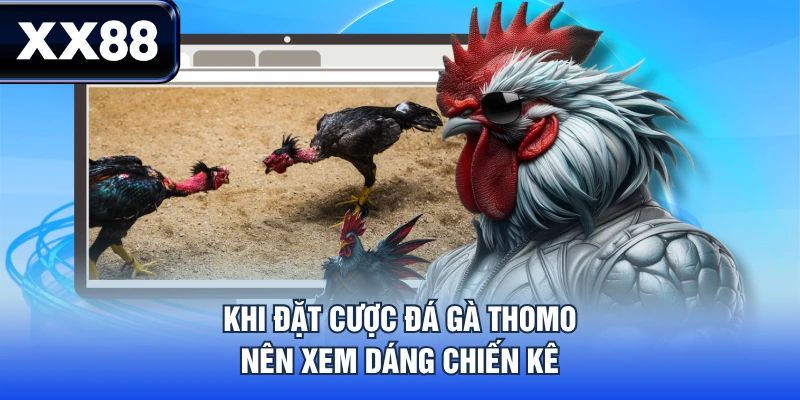 Khi đặt cược đá gà Thomo nên xem dáng chiến kê
