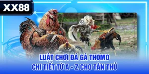 Luật Chơi Đá Gà Thomo Chi Tiết Từ A - Z Cho Tân Thủ